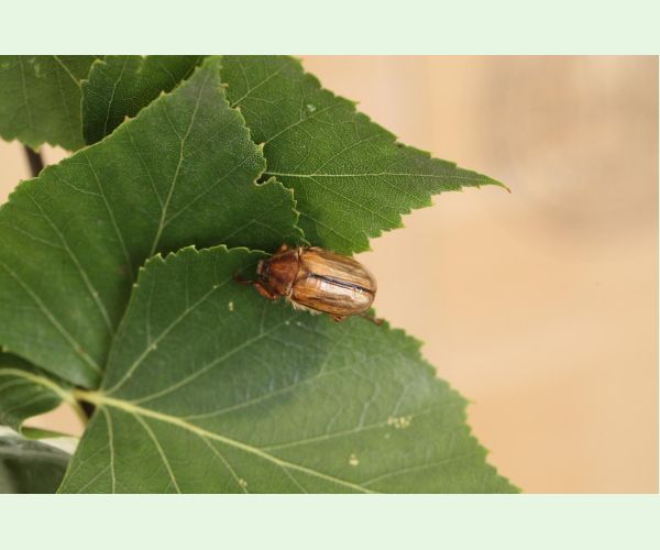 Amphimallon solstitiale