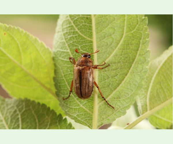 Amphimallon solstitiale