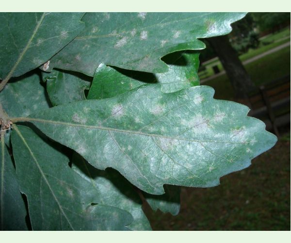 Microsphaera alphitoides