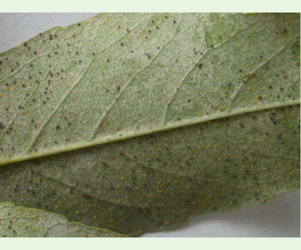 Phyllactinia fraxini