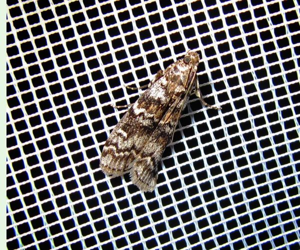 Dioryctria abietella