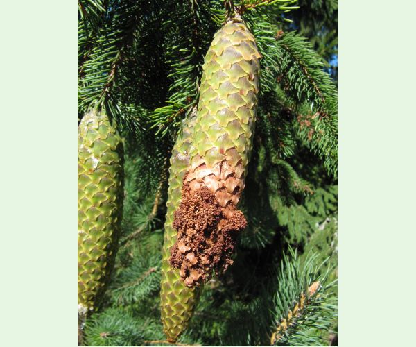 Dioryctria abietella