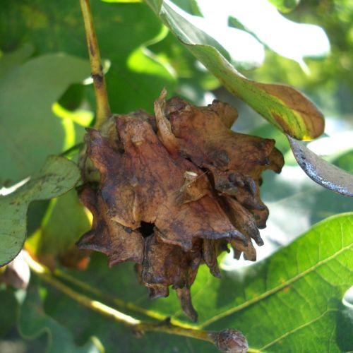 Andricus quercuscalicis