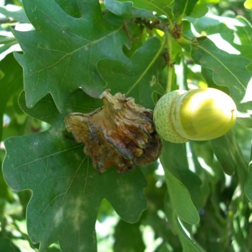 Andricus quercuscalicis