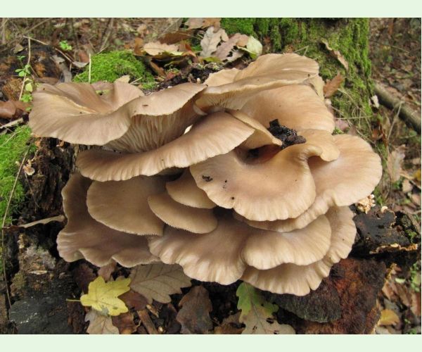Pleurotus ostreatus