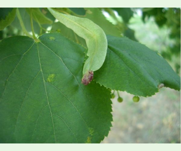 Phytoptus tetratrichus