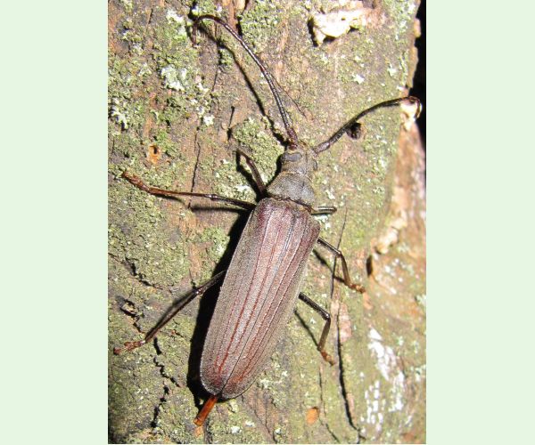 Aegosoma scabricorne