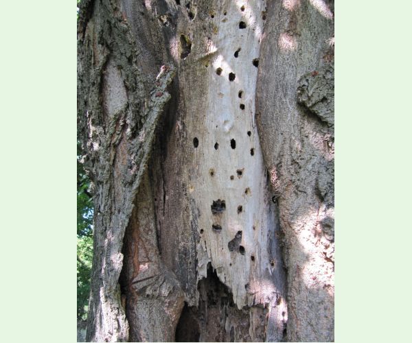 Aegosoma scabricorne