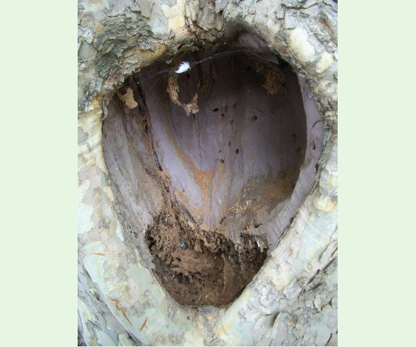 Aegosoma scabricorne