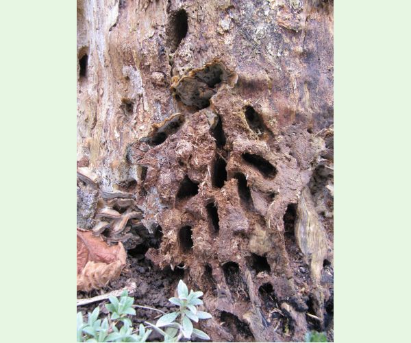 Aegosoma scabricorne