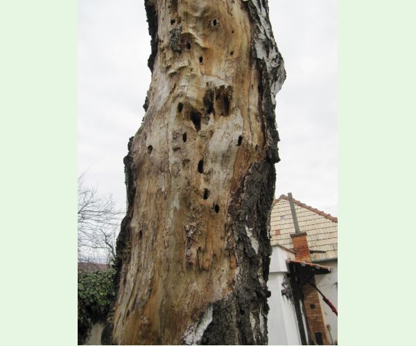 Aegosoma scabricorne