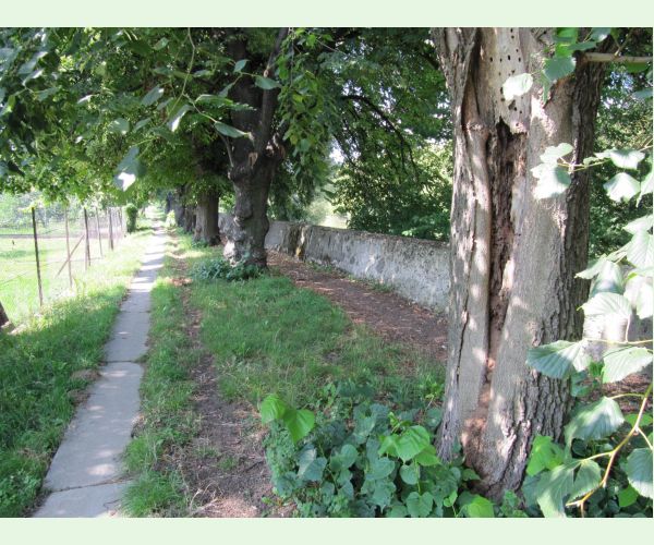 Aegosoma scabricorne