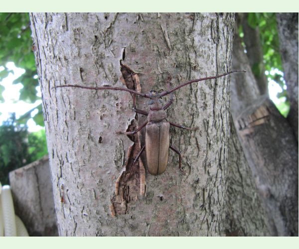 Aegosoma scabricorne
