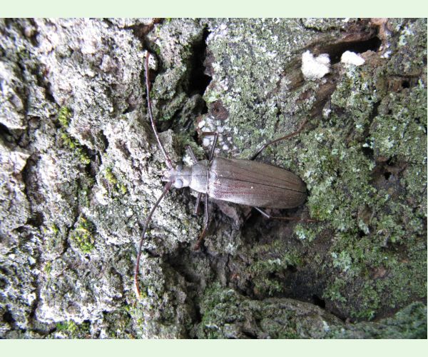Aegosoma scabricorne