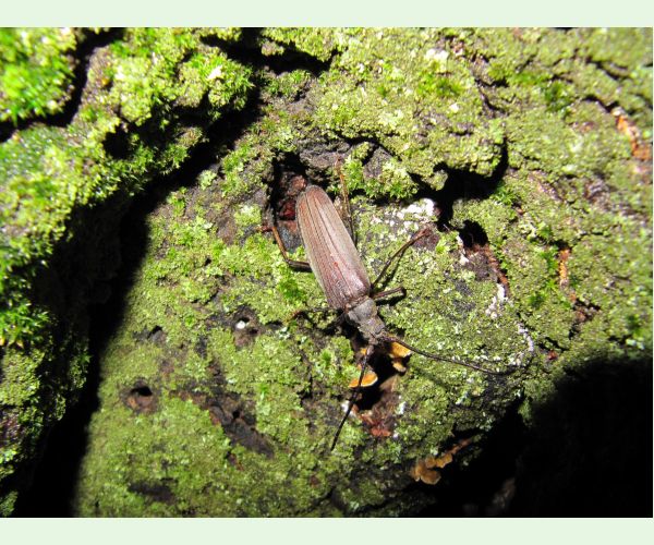 Aegosoma scabricorne