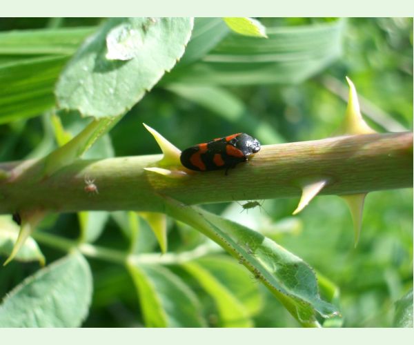 Cercopis vulnerata