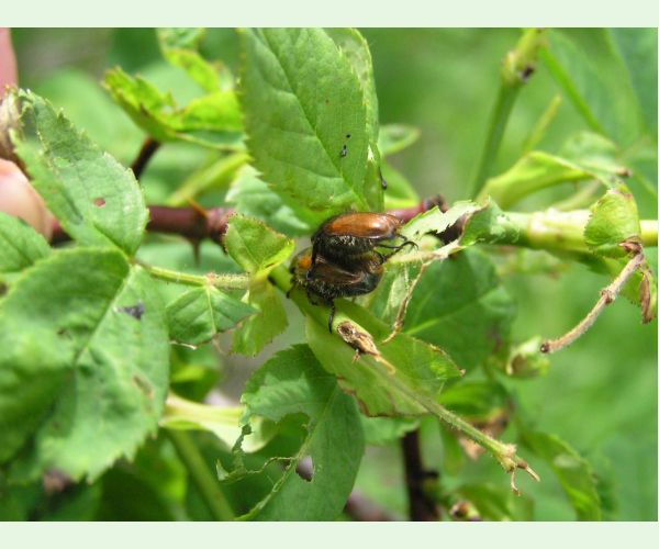 Phyllopertha horticola