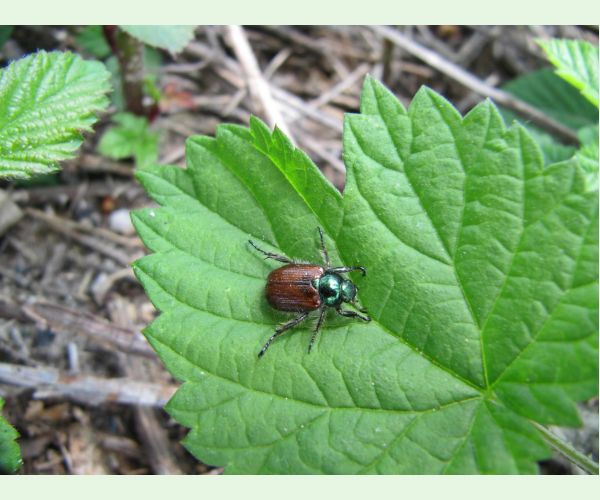 Phyllopertha horticola