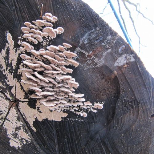 Schizophyllum commune