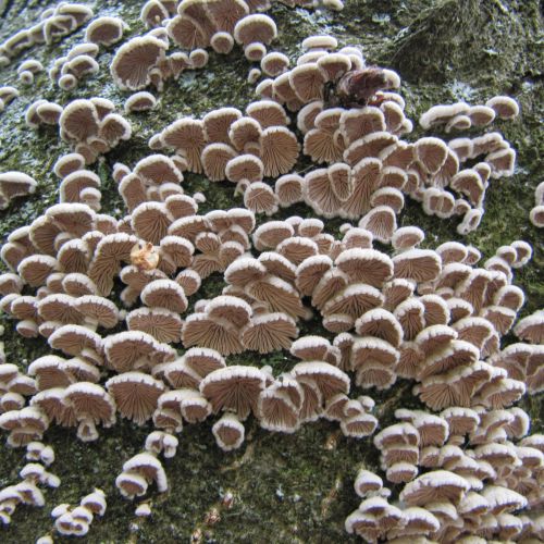 Schizophyllum commune