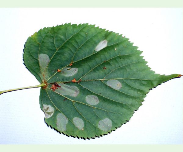 Phyllonorycter issikii