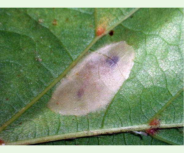 Phyllonorycter issikii
