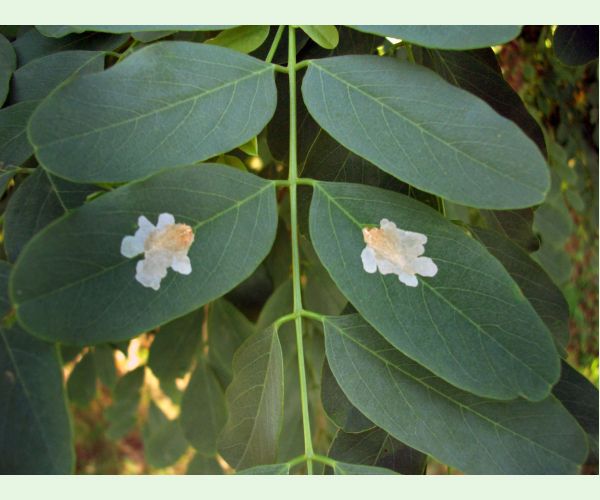 Parectopa robiniella