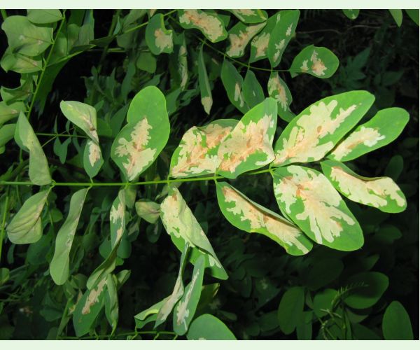 Parectopa robiniella