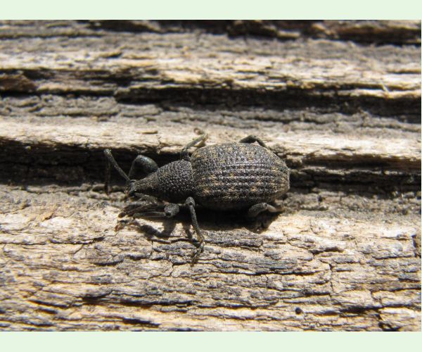 Otiorhynchus sulcatus