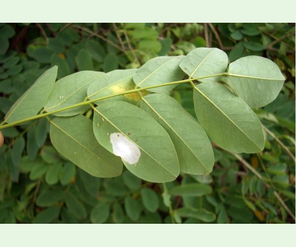 Parectopa robiniella