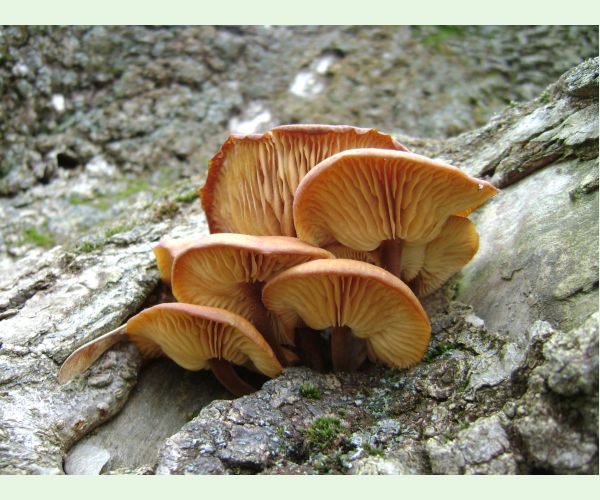 Flammulina velutipes