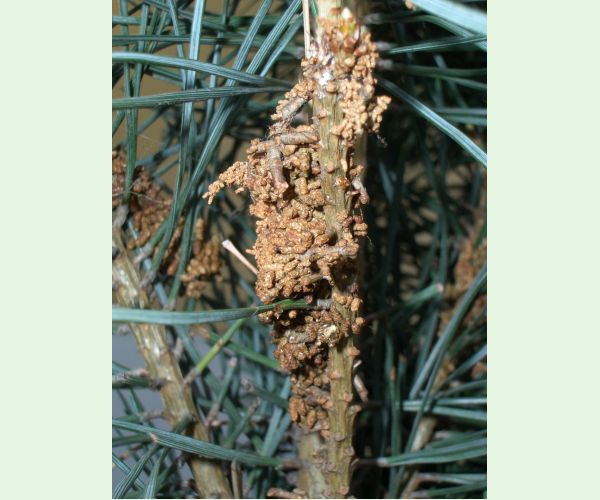 Acantholyda hieroglyphica