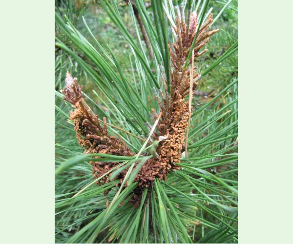 Acantholyda hieroglyphica