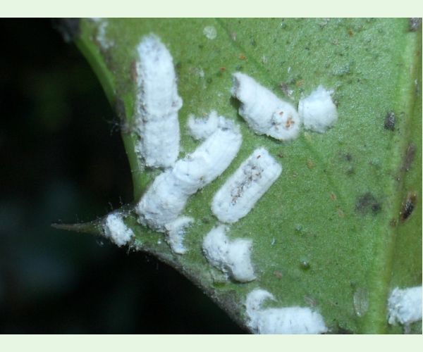 Pulvinaria floccifera