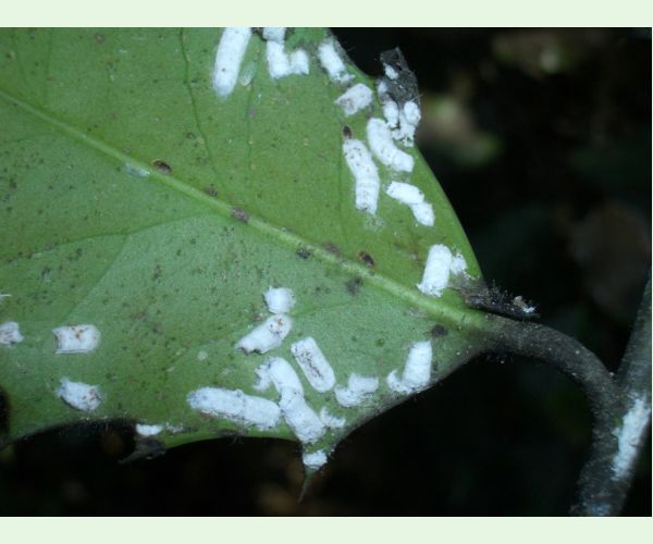 Pulvinaria floccifera