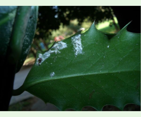 Pulvinaria floccifera