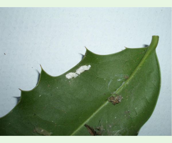 Pulvinaria floccifera