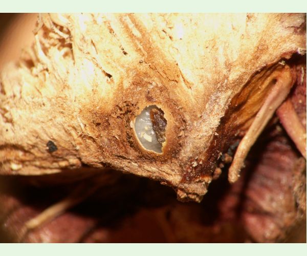 Andricus caputmedusae