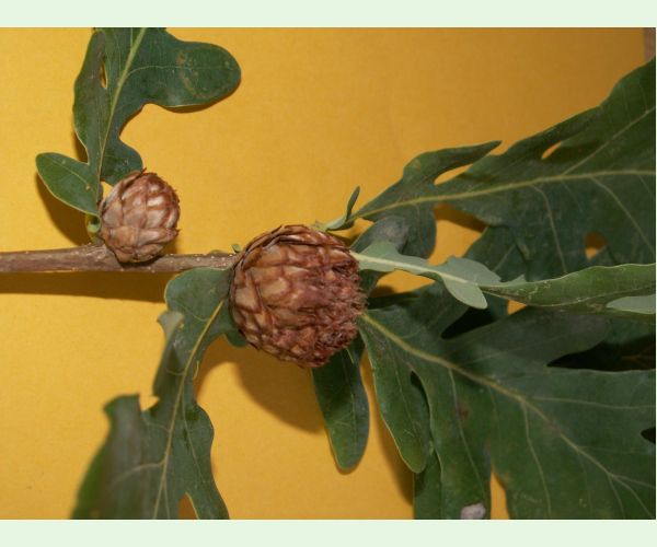 Andricus foecundatrix