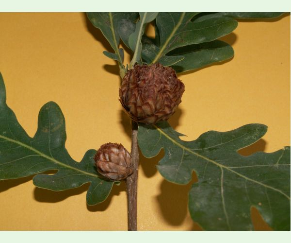 Andricus foecundatrix