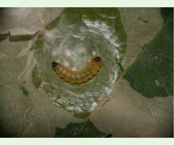 Tischeria ekebladella