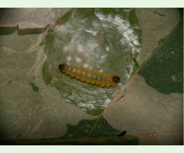 Tischeria ekebladella