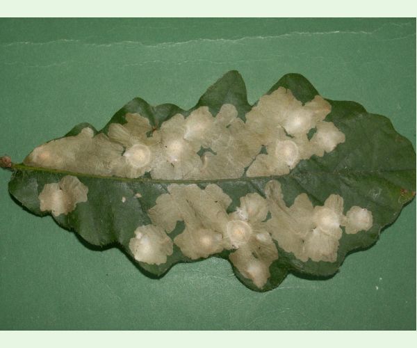 Tischeria ekebladella