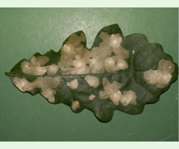 Tischeria ekebladella