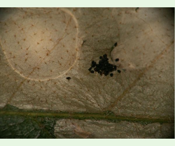 Tischeria ekebladella