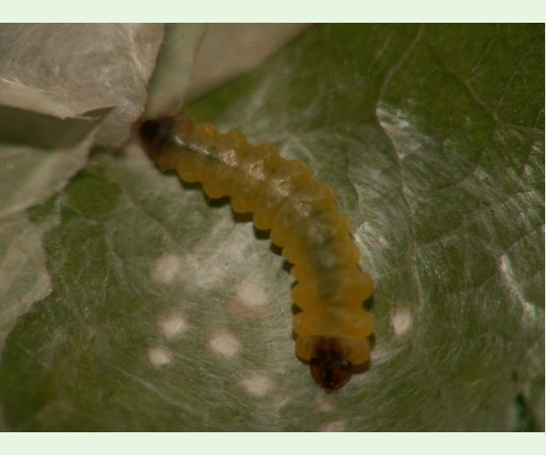 Tischeria ekebladella