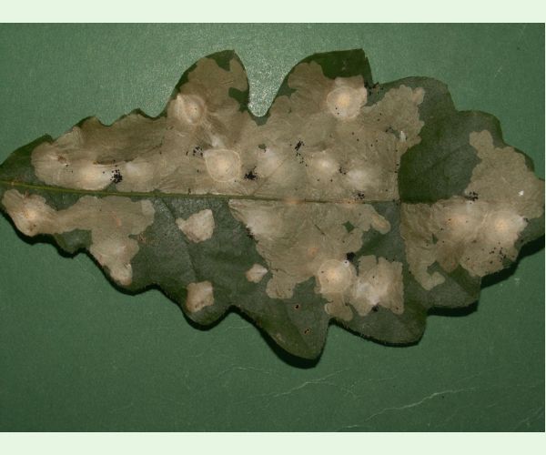 Tischeria ekebladella