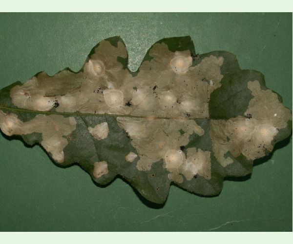 Tischeria ekebladella