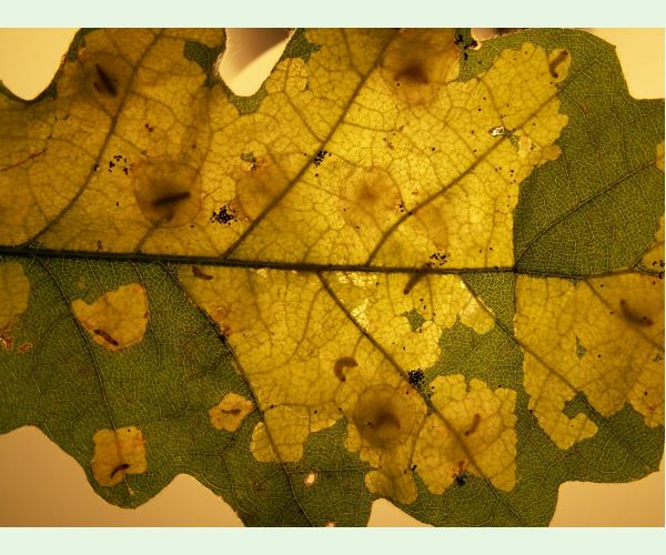 Tischeria ekebladella