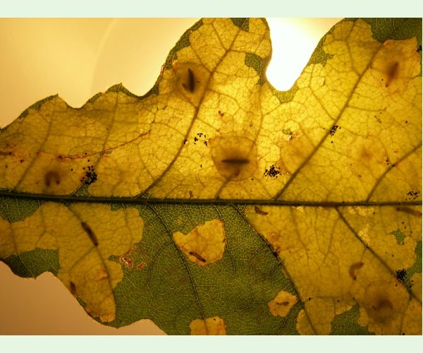 Tischeria ekebladella